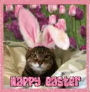Happy Easter kitty
