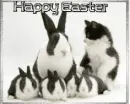 Happy Easter kitty & bunnies