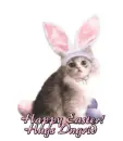 Ingrid Easter kitty