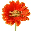 Michelle loves it gerbera daisy