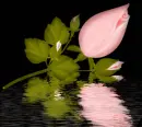 pink roses