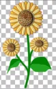 sun flower