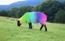 rainbow sheep