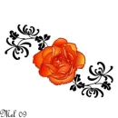 Orange Rose