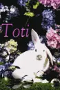 Toti