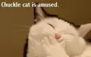 Chuckle Cat
