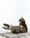 Kitten