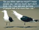 Talking Seagull
