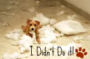 cute puppy
