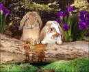 bunny
