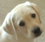 Cute Puppy