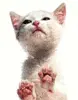 Kitten Licking