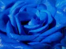 blue roses