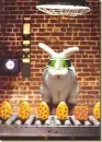 Cool Bunny