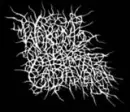 waking the cadaver