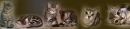 `cats
