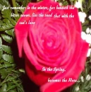 the rose
