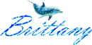 dolphin brittany
