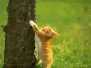 kitty