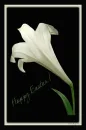 Happy Easter!