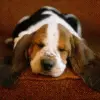 Sleepy Beagle
