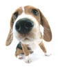 The Dog Beagle