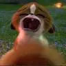 Mort  from Madagascar