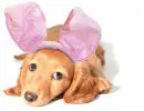 am i a dog?