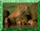 Capybara Family