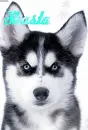 Shasta From Snow Buddies