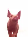 cute