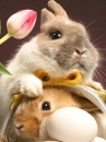 bunny wabbits