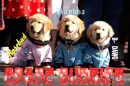 Space Buddies
