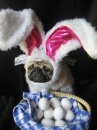easter funny