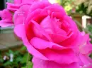 pink rose