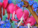 Forget Me Not