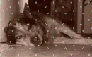laying dog