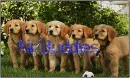 Air Buddies
