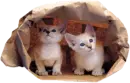 2 kittys