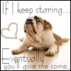 Begging Bulldog