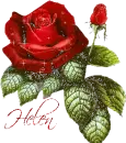 helen red rose