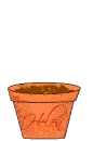helen-flower in pot