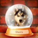 Shasta From Snow Buddies
