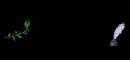 Rosario