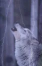 lightning wolf