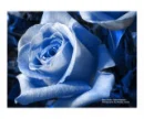blue rose