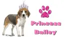 Beagle Princess Bailey