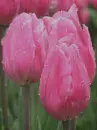 pink tulips in the rain