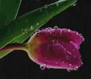 pink tulip in the rain