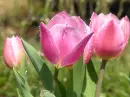 pink tulips in the rain